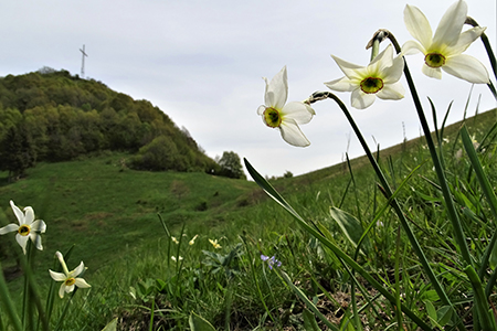 In Canto Alto (1146 m) da casa (Zogno, 310 m) ad anello il 7 maggio 2019 - FOTOGALLERY